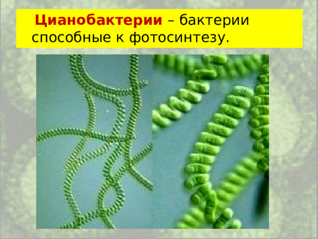  Цианобактерии – бактерии способные к фотосинтезу. 