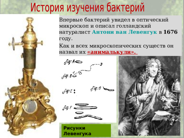 Впервые бактерий увидел в оптический микроскоп и описал голландский натуралист Антони ван Левенгук  в 1676 году. Как и всех микроскопических существ он назвал их «анималькули». Рисунки Левенгука 
