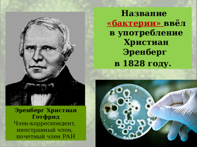  Название «бактерии» ввёл в употребление Христиан Эренберг в 1828 году. Эренберг Христиан Готфрид Член-корреспондент, иностранный член, почетный член РАН 