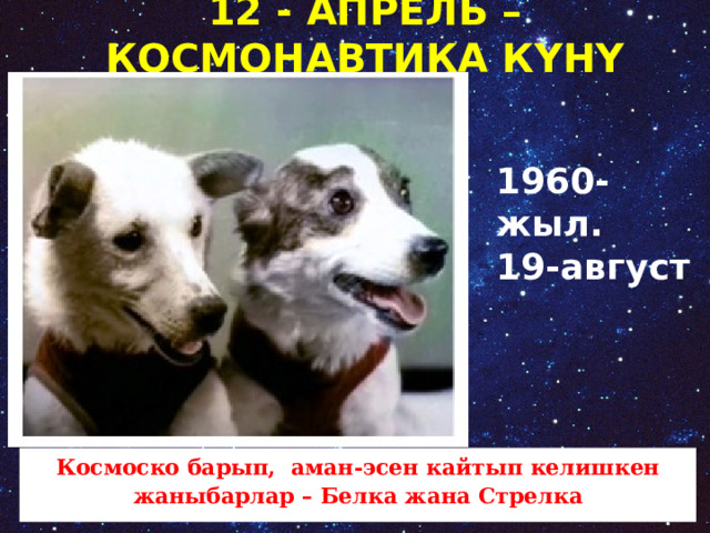 12 - АПРЕЛЬ –КОСМОНАВТИКА КҮНҮ 1960-жыл. 19-август Космоско барып, аман-эсен кайтып келишкен жаныбарлар – Белка жана Стрелка   