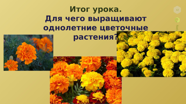 Итог урока. Для чего выращивают однолетние цветочные растения?  