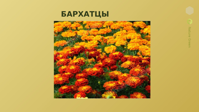 БАРХАТЦЫ 