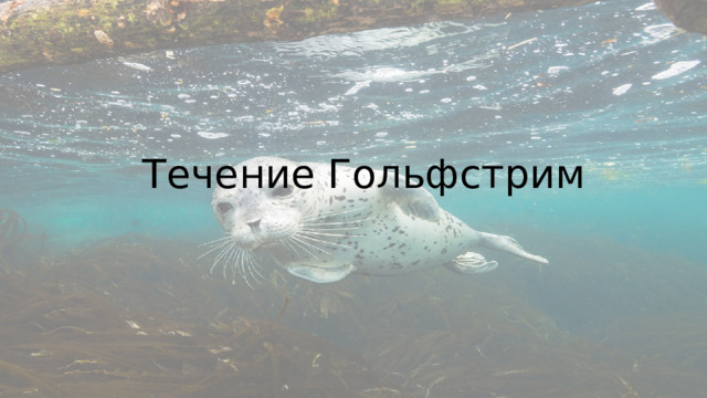 Течение Гольфстрим 