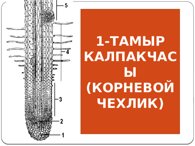 1-ТАМЫР КАЛПАКЧАСЫ (КОРНЕВОЙ ЧЕХЛИК) 