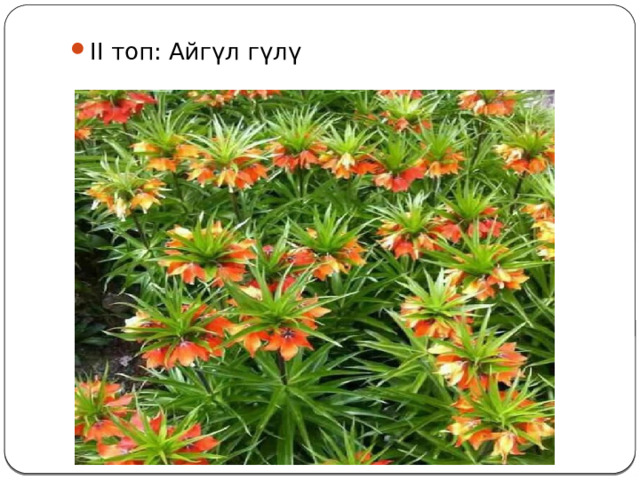 II топ: Айгүл гүлү 