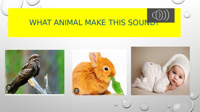 What animal make this sound? 