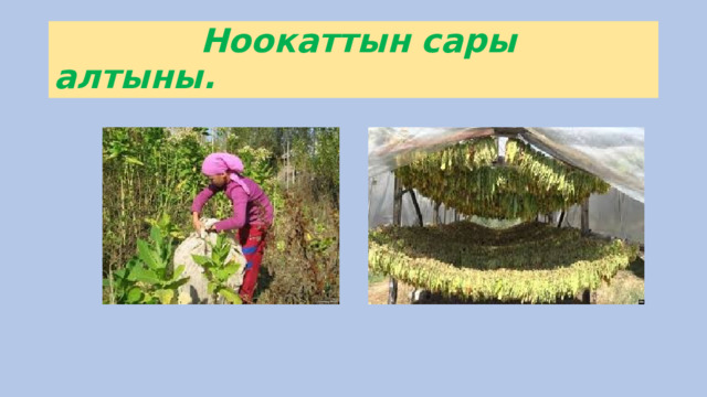  Ноокаттын сары алтыны. 