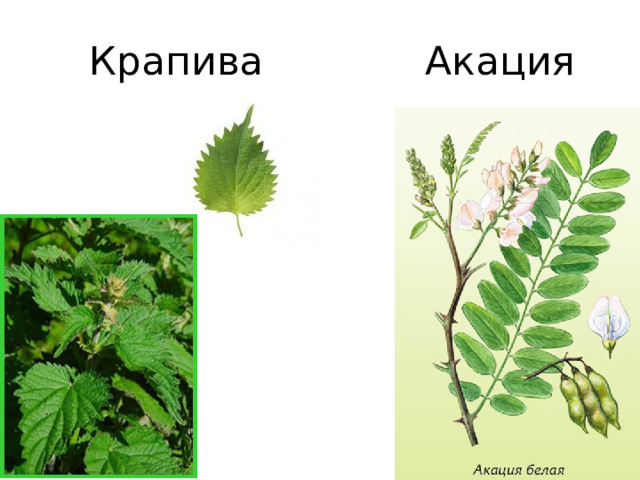 Крапива Акация 