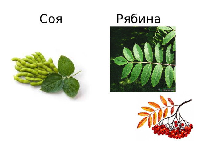  Соя Рябина 