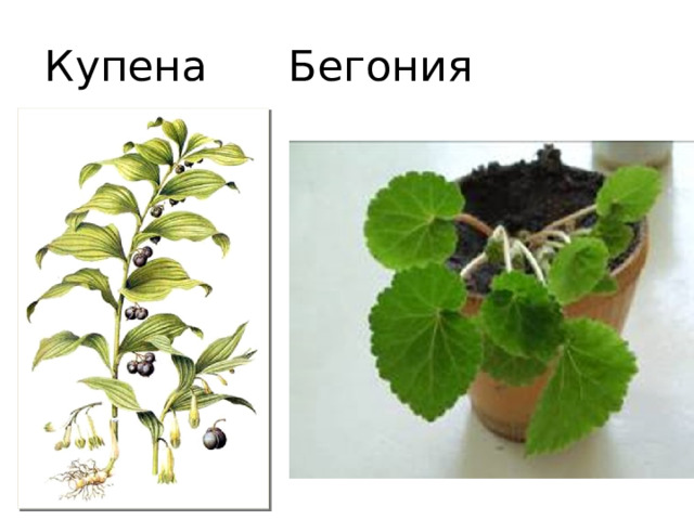 Купена Бегония  