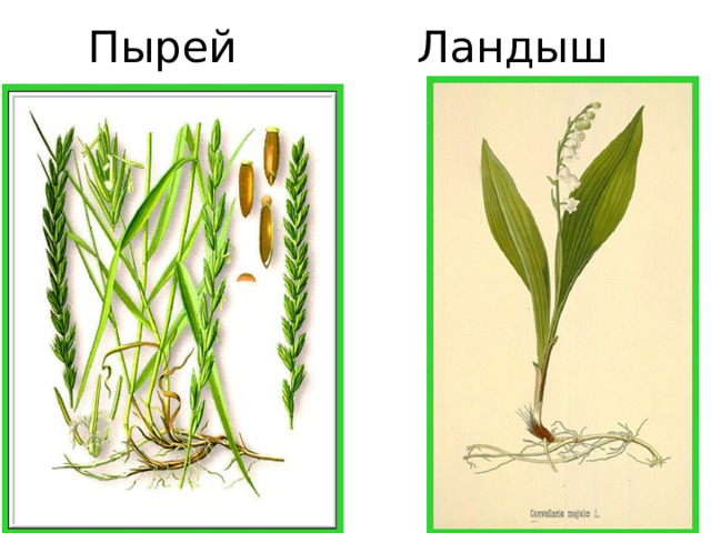 Пырей Ландыш 