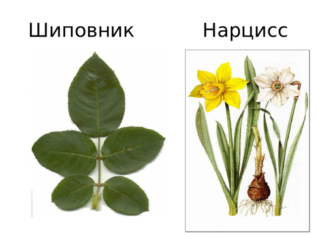 Шиповник Нарцисс 