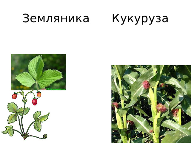 Земляника Кукуруза 
