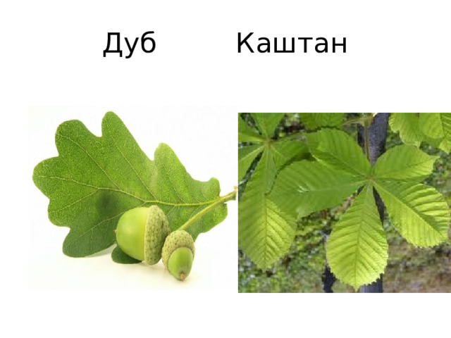 Дуб Каштан 