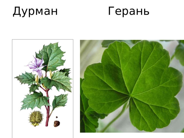 Дурман Герань 