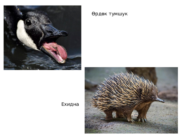 Өрдөк тумшук Ехидна 