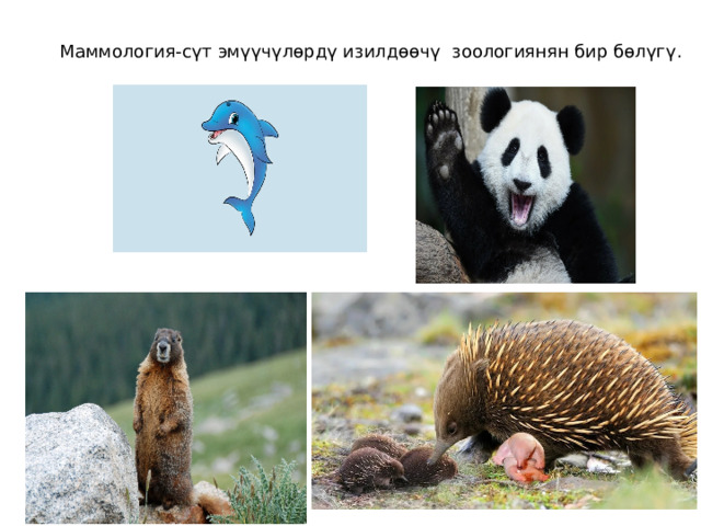 Маммология-сүт эмүүчүлөрдү изилдөөчү зоологиянян бир бөлүгү. 