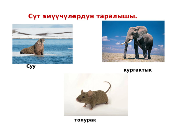 Сүт эмүүчүлөрдүн таралышы. Суу кургактык топурак 