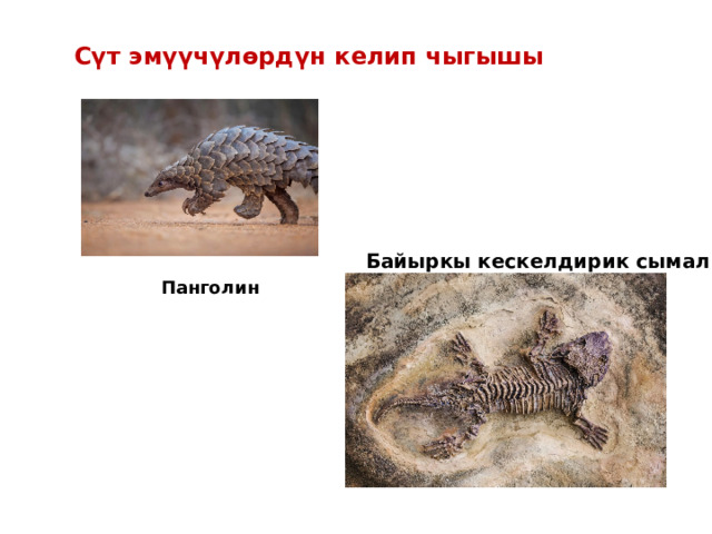 Сүт эмүүчүлөрдүн келип чыгышы Байыркы кескелдирик сымал Панголин 