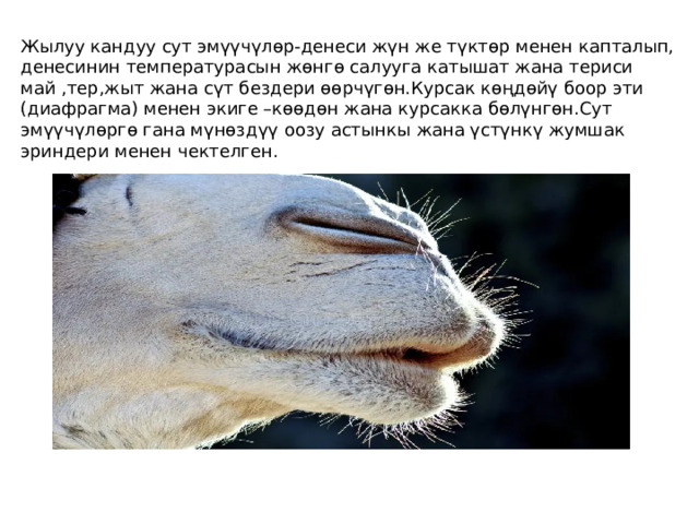 Жылуу кандуу сут эмүүчүлөр-денеси жүн же түктөр менен капталып, денесинин температурасын жөнгө салууга катышат жана териси май ,тер,жыт жана сүт бездери өөрчүгөн.Курсак көңдөйү боор эти (диафрагма) менен экиге –көөдөн жана курсакка бөлүнгөн.Сут эмүүчүлөргө гана мүнөздүү оозу астынкы жана үстүнкү жумшак эриндери менен чектелген. 