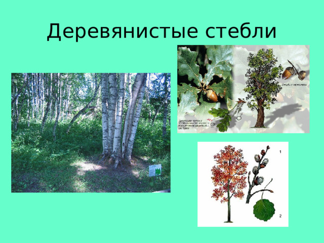 Деревянистые стебли 