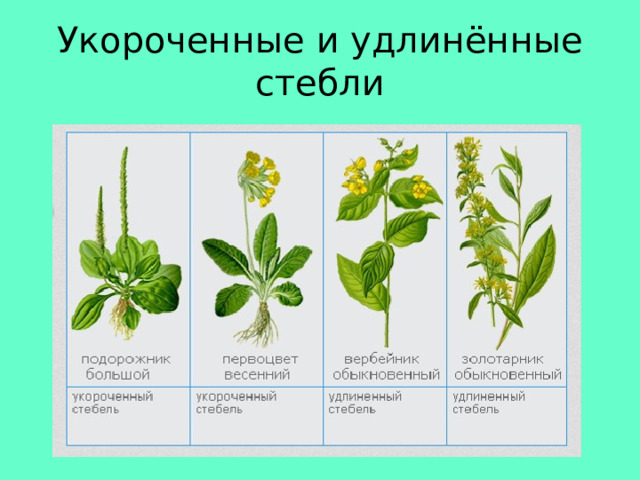 Укороченные и удлинённые стебли 