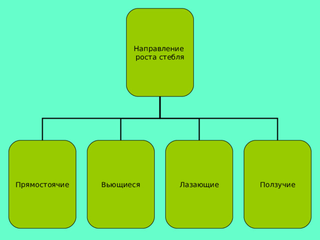 Направление роста стебля Прямостоячие Вьющиеся Ползучие Лазающие 