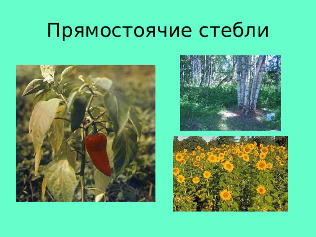 Прямостоячие стебли 