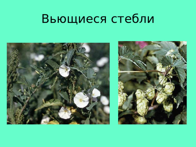 Вьющиеся стебли 