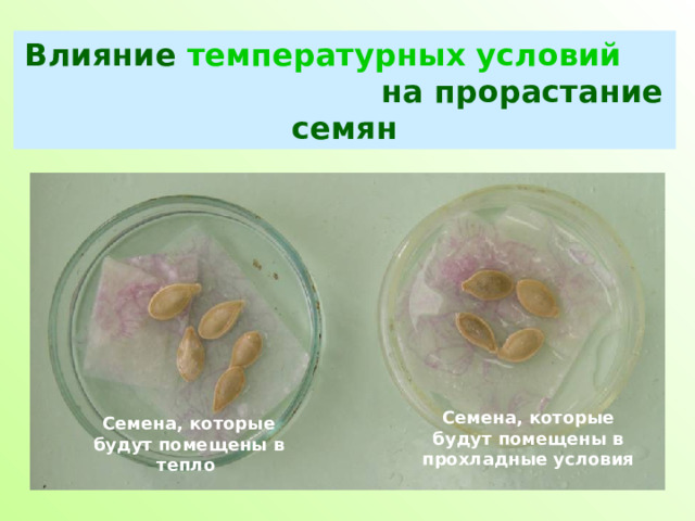 Влияние температурных условий на прорастание семян Семена, которые будут помещены в прохладные условия Семена, которые будут помещены в тепло  