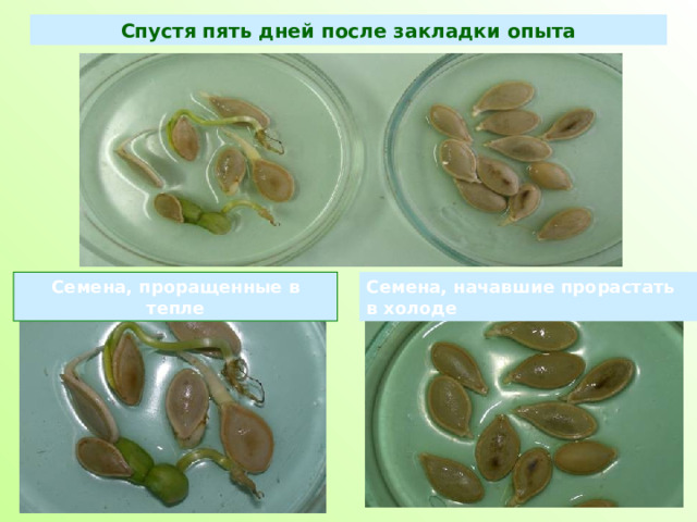 Спустя пять дней после закладки опыта Семена, проращенные в тепле Семена, начавшие прорастать в холоде 