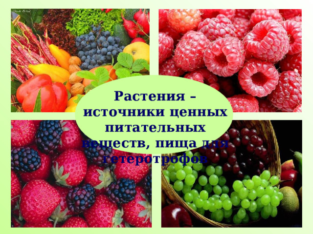 Растения – источники ценных питательных веществ, пища для гетеротрофов 