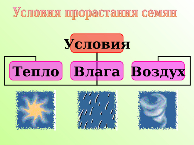 Условия Тепло Влага Воздух Из всего этого мы можем сделать вывод, что семенам для прорастания необходимы три условия:  тепло,  влага,  воздух. 8 