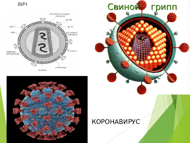 ВИЧ Свиной грипп КОРОНАВИРУС 
