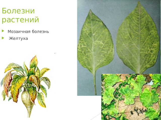 Болезни растений Мозаичная болезнь  Желтуха 