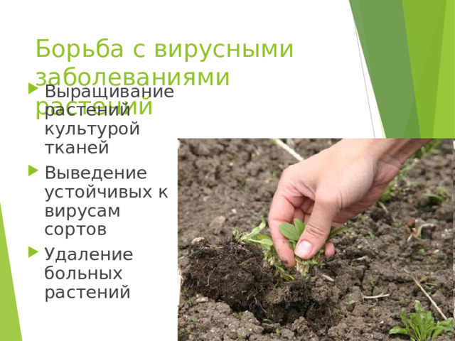 Борьба с вирусными заболеваниями растений Выращивание растений культурой тканей Выведение устойчивых к вирусам сортов Удаление больных растений 