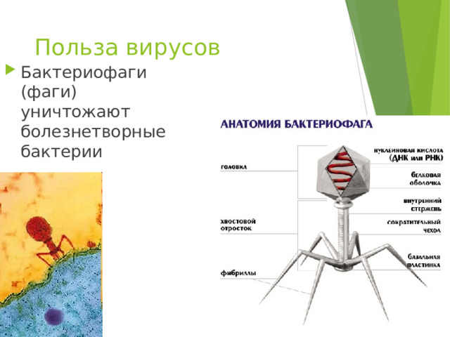 Польза вирусов Бактериофаги (фаги) уничтожают болезнетворные бактерии 