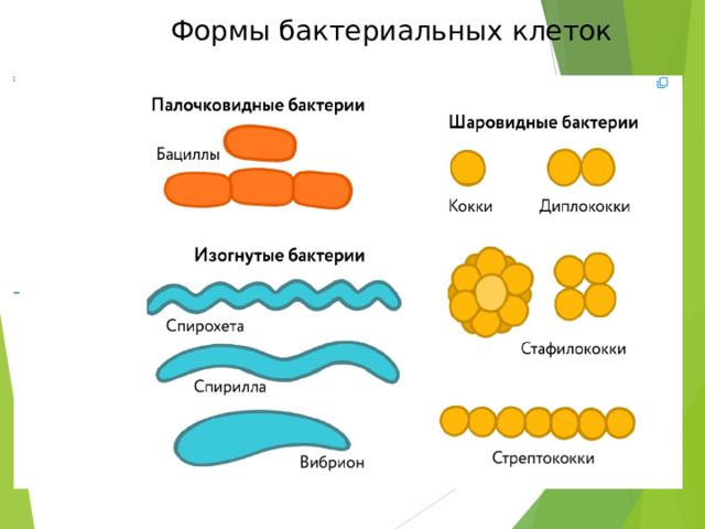 Формы бактериальных клеток 