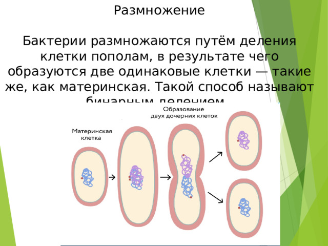 Размножение Бактерии размножаются путём деления клетки пополам, в результате чего образуются две одинаковые клетки — такие же, как материнская. Такой способ называют бинарным делением. 
