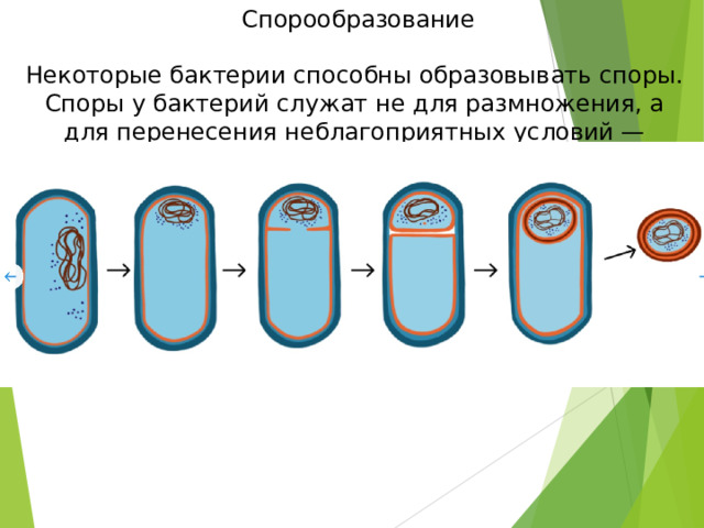  Спорообразование Некоторые бактерии способны образовывать споры. Споры у бактерий служат не для размножения, а для перенесения неблагоприятных условий — отсутствия пищи или воды, влияния слишком высокой или низкой температуры и т. д. 
