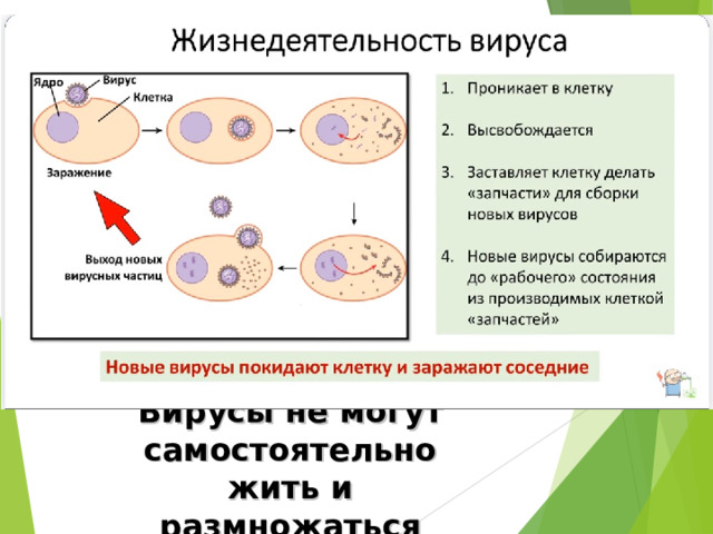 Вирусы не могут самостоятельно жить и размножаться 