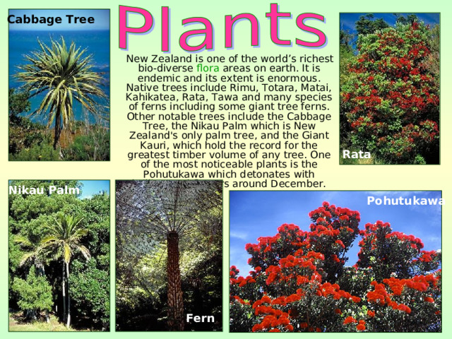 Cabbage Tree  New Zealand is one of the world’s richest bio-diverse flora areas on earth. It is endemic and its extent is enormous. Native trees include Rimu, Totara, Matai, Kahikatea, Rata, Tawa and many species of ferns including some giant tree ferns. Other notable trees include the Cabbage Tree, the Nikau Palm which is New Zealand's only palm tree, and the Giant Kauri, which hold the record for the greatest timber volume of any tree. One of the most noticeable plants is the Pohutukawa which detonates with brilliant red flowers around December. Rata Nikau Palm Pohutukawa Fern 