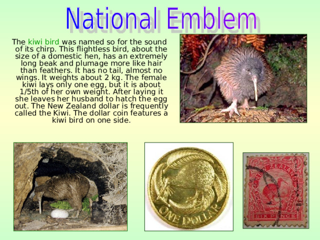  The kiwi bird was named so for the sound of its chirp. This flightless bird, about the size of a domestic hen, has an extremely long beak and plumage more like hair than feathers. It has no tail, almost no wings. It weights about 2 kg. The female kiwi lays only one egg, but it is about 1/5th of her own weight. After laying it she leaves her husband to hatch the egg out. The New Zealand dollar is frequently called the Kiwi. The dollar coin features a kiwi bird on one side. 