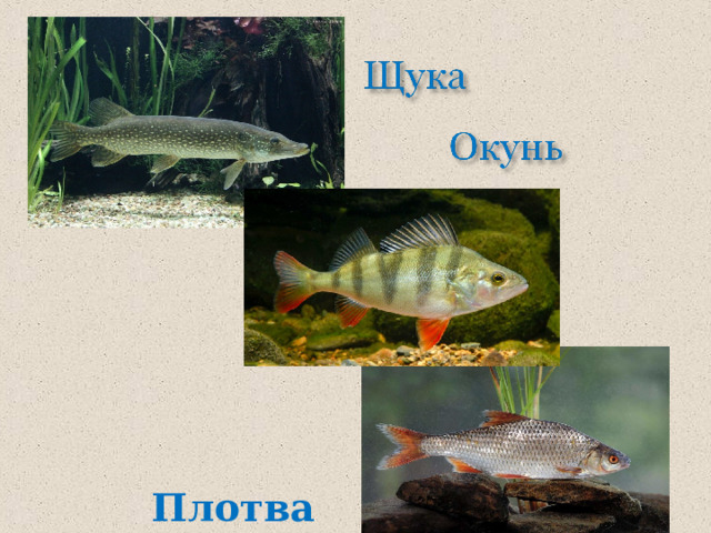  Плотва  