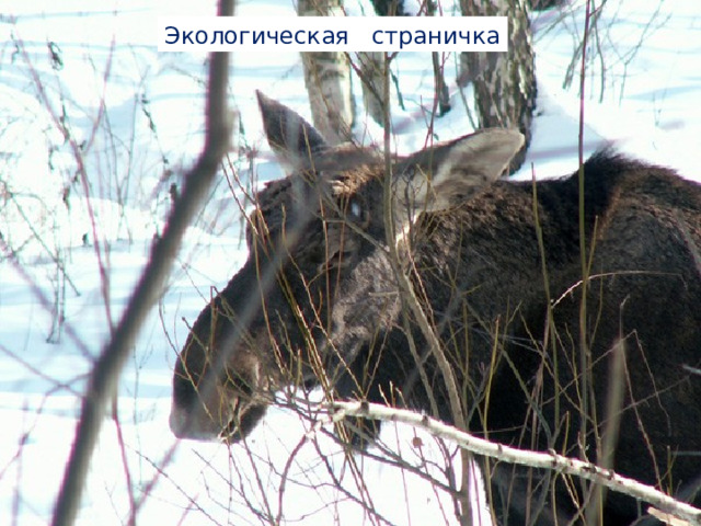 Экологическая страничка 
