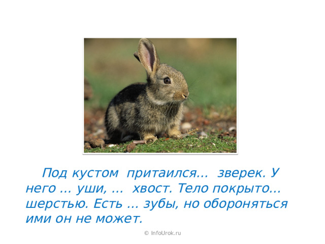  Под кустом притаился… зверек. У него … уши, … хвост. Тело покрыто… шерстью. Есть … зубы, но обороняться ими он не может. © InfoUrok.ru 
