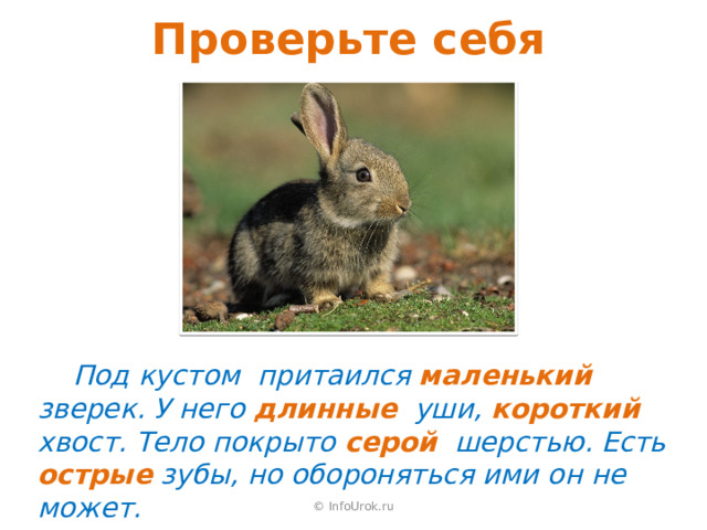 Проверьте себя  Под кустом притаился маленький зверек. У него длинные уши, короткий  хвост. Тело покрыто серой шерстью. Есть острые  зубы, но обороняться ими он не может. © InfoUrok.ru 