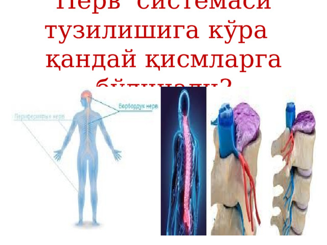 Нерв системаси тузилишига кўра қандай қисмларга бўлинади? 