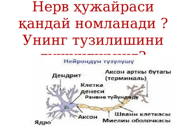Нерв ҳужайраси қандай номланади ? Унинг тузилишини тушунтиринг? 