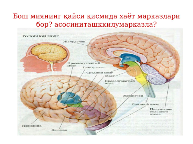 Бош миянинг қайси қисмида ҳаёт марказлари бор? асосиниташккилумарказла? 